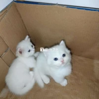 Còn 2em lùn trắng ALD thuần chủng nhận gạch