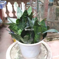 Cây lưỡi mèo
