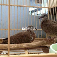cặp cu dòng tốc độ