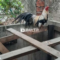 gà tre đuôi dài