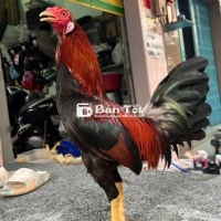 Điều mỹ cuban f 1..ăn 5cái rớt lại chồng độ xỉu.99