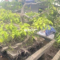 đôi xanh quê đang trực hoành