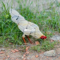 Bướm 3x 1kg3