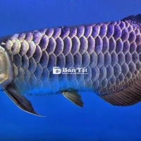 Cá rồng bối tím siêu đẹp 50cm