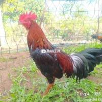 Cặp điều Thái mỹ cho ae về nhanh chơi