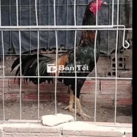 2kg5 tơ chưa gáy chưa cự