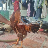 3k1 1x hôm qua khỏe mạnh sung túc