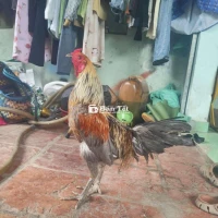 2k4 tơ còn lên ae cần dù hl mình