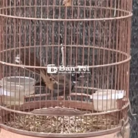 Ra đi bộ Rẻ quạt bông