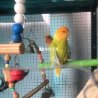 love bird mái không viền đã đẻ