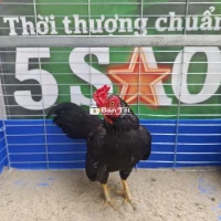 chia e tre bắc ô