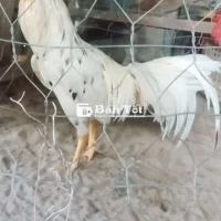 Cặp 1tr2