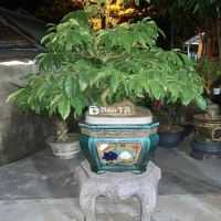 Bonsai Hoàng Mai Huế chuẩn chỉ