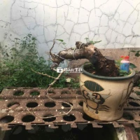 cây dâu tằm bonsai