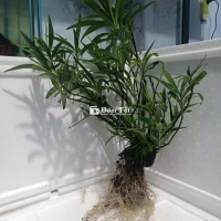 Cây mị nương đã thuần nước.