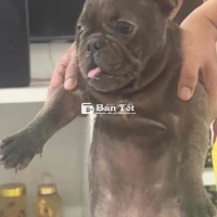 tìm nhà mới cho các bé