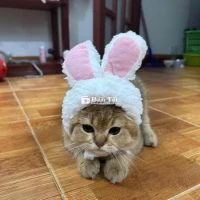 Mèo Golden Đực 8 tháng tuổi