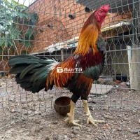 Gà điều 3kg3 bổn hiệu.