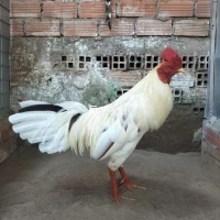 Bướm 2.8kg