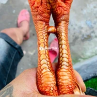 bướm thái viet 3k1