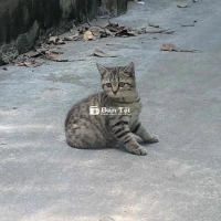 Mèo Aln 3 tháng tuổi cần gả