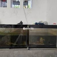 Hồ cá cảnh