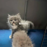 Mèo cái lông dài
