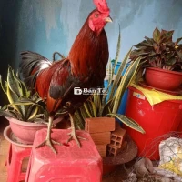 Gà mới
