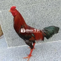 2kg9 to chua cu mạnh tay tốt