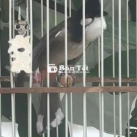 chào mào bộ siêu vip