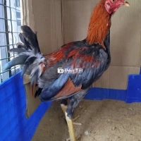 3con Asiu mỹ 1k1 trang 1k4 ,,