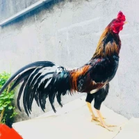 XÁM NÒI DÂU GẦN 2,9KG TRẠNG ĐÁ 3,1KG