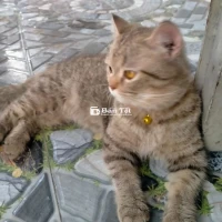Bán mèo Anh lông dài 7 tháng tuổi