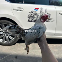 tre bắc cọc bông Nọc ú nu Bể trạng 6 lạng