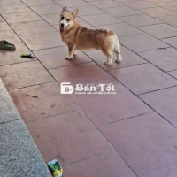 Chó Corgi mông bự, đực 8 tháng tuổi