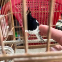 cần bán hoặc giao lưu chào mào