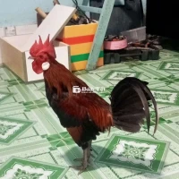 Gà mùa lỡ đang ra lông