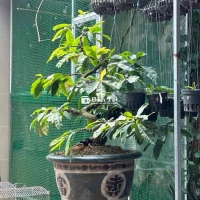 hồng diệp huế bông 5 cánh
