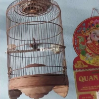 Chim sâu đầu đỏ mồi