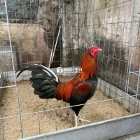 Mỹ cuban