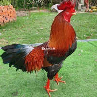 💥💥ĐIỀU VUA 3200GRAM💥💥