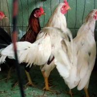 Gà tơ a siêu cuban giáp anh em chử bộn