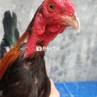 điều 1kg2 choi liền gl