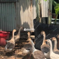 Ngỗng xám Nâu thả vườn