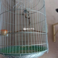 Đầu đỏ bổi đã bắt lai rai