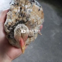 Gà mái tre bắc
