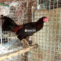 Tre mỹ trống tơ