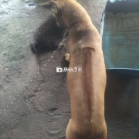 Bán chó phú quốc giống cái lưỡi đốm
