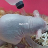 Gã bé chuột không lông