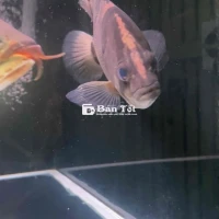 Em hổ Bắc Thái đẹp